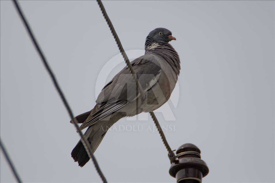 میزبانی ایغدیر ترکیه از پرندگان مهاجر