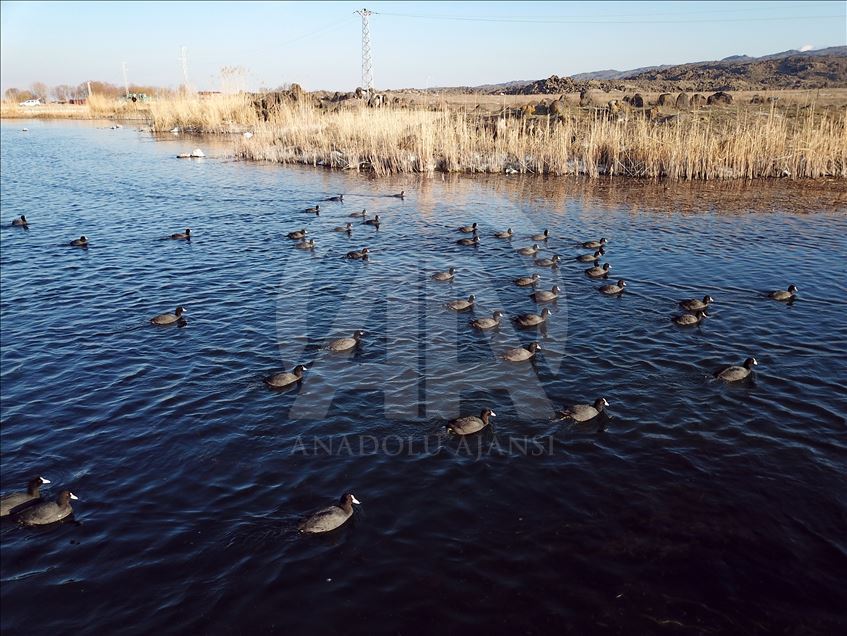 Turkey's Igdir oasis of natural life teeming with birds