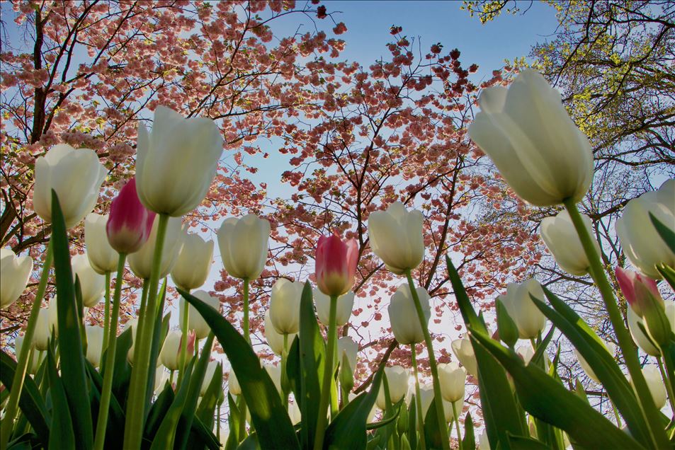 حديقة كويكنهوف الهولندية تتزين بأزهار التوليب
