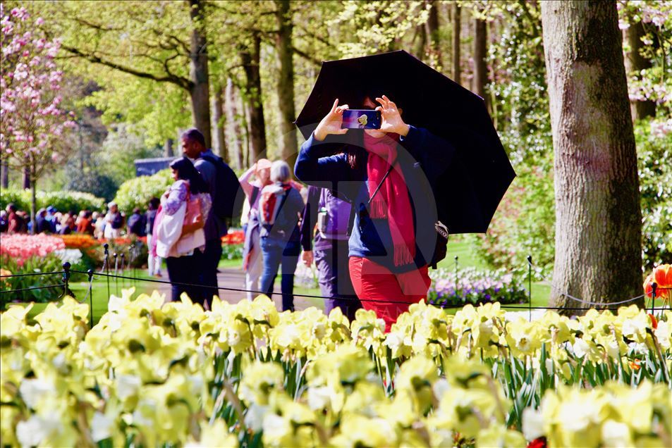 Hollanda'da "Çiçeğin gücü" teması ile lale zamanı