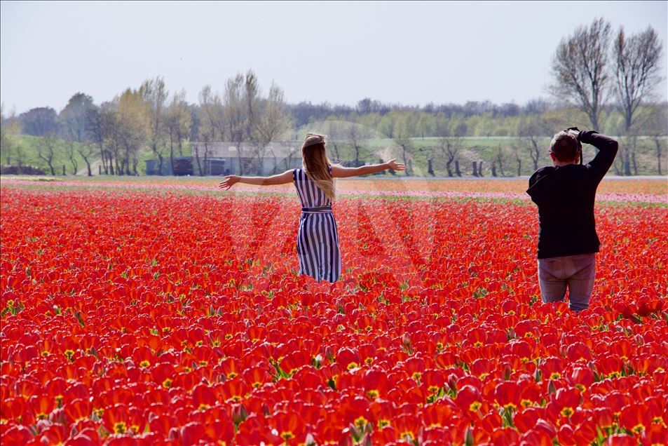 Во Холандија време на лалиња со тема „Моќта на цвеќето“
