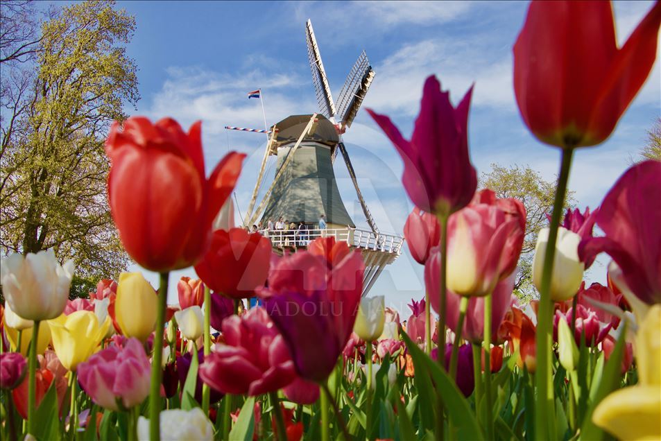فصل گل لاله در باغ مشهور هلند

