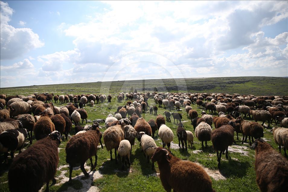 5 bin lira aylığa çoban bulamıyorlar