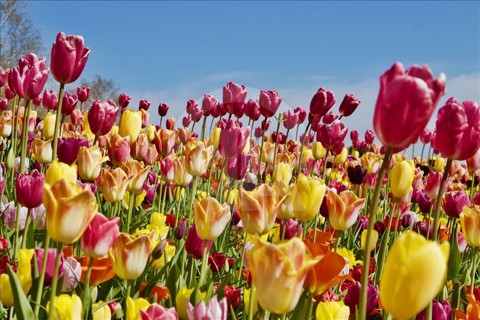 Hollanda'da "Çiçeğin gücü" teması ile lale zamanı