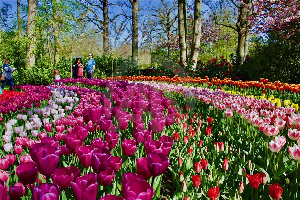 Vrijeme tulipana u Holandiji: Park će posjetiti više od milion osoba iz oko 100 zemalja 
