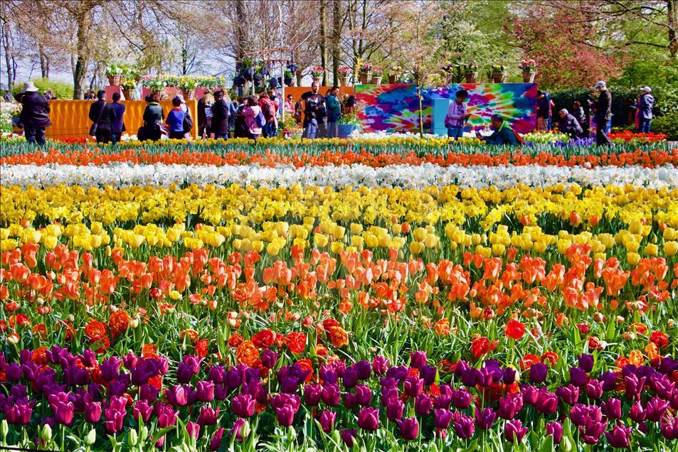 Keukenhof flower park in Netherlands