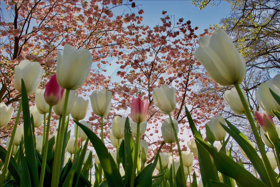 فصل گل لاله در باغ مشهور هلند

