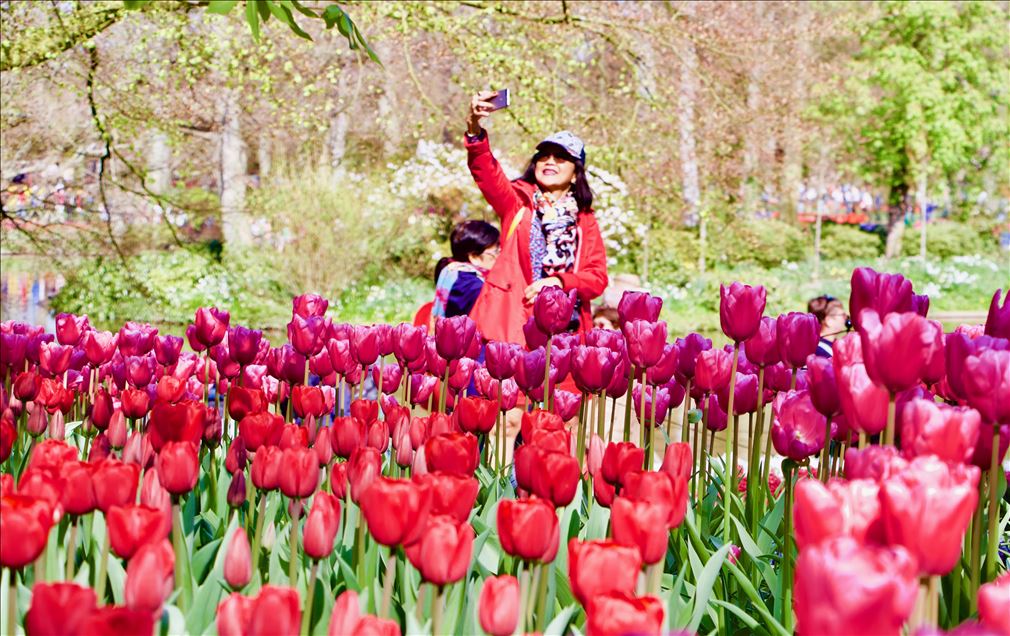 حديقة كويكنهوف الهولندية تتزين بأزهار التوليب
