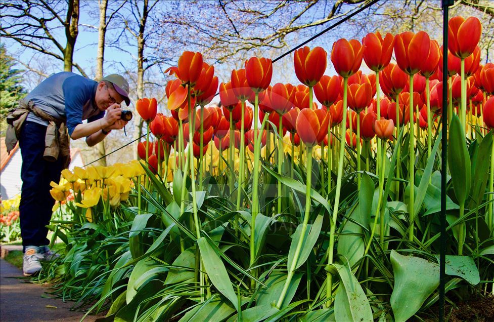 Keukenhof flower park in Netherlands