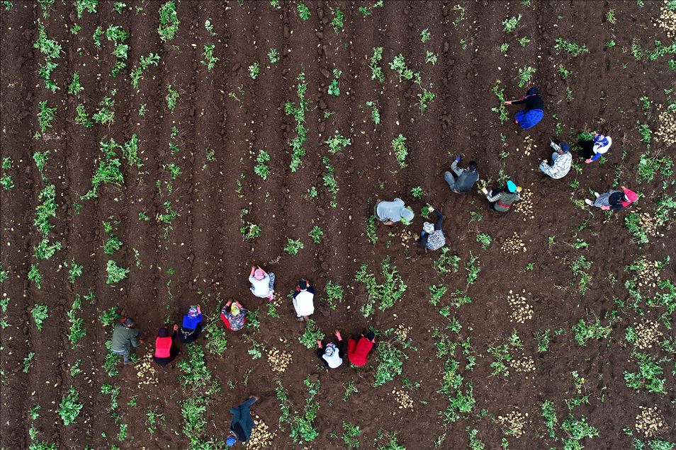 Çukurova'da turfanda patates hasadı başladı