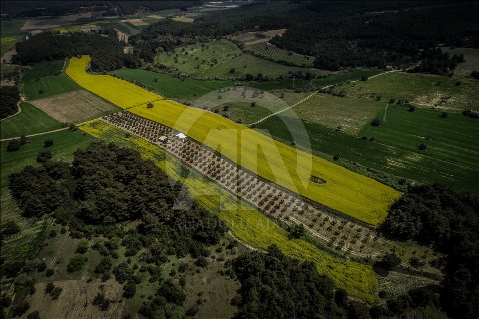 Golden fields of canola fiowers in Turkey's Canakkale