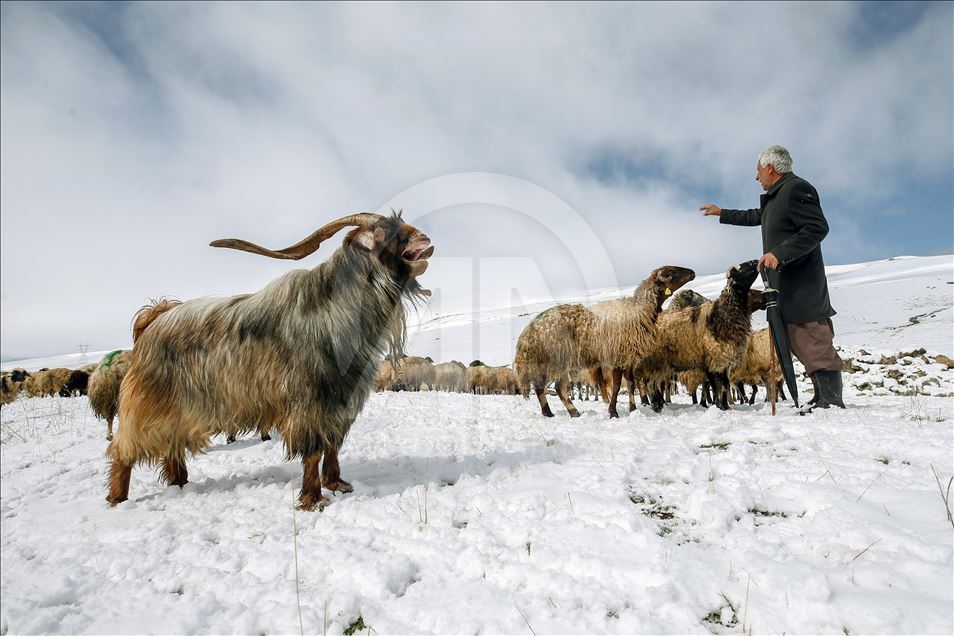 Sheep flock's journey in Turkey's Van