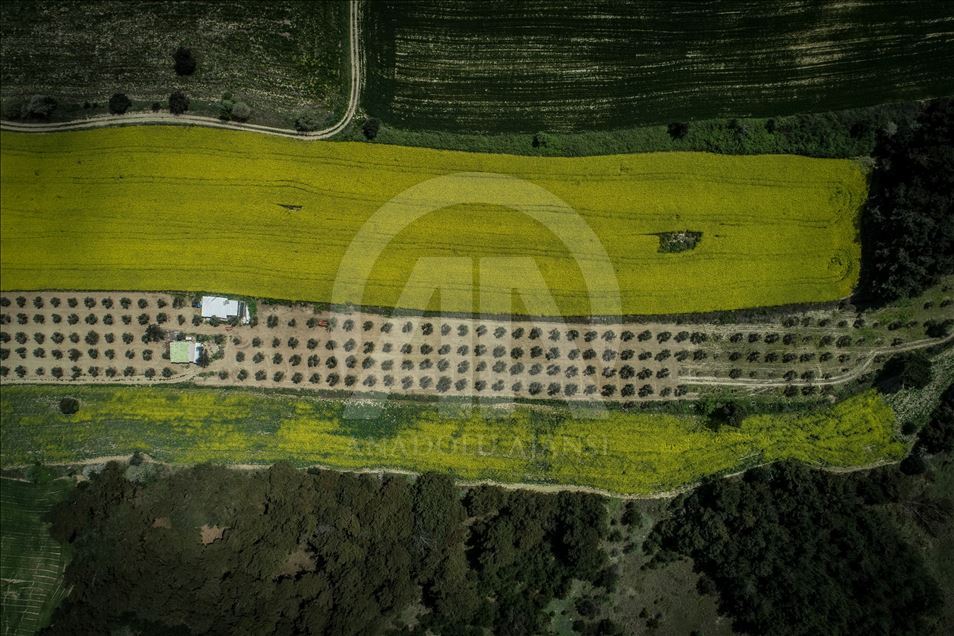 Golden fields of canola fiowers in Turkey's Canakkale