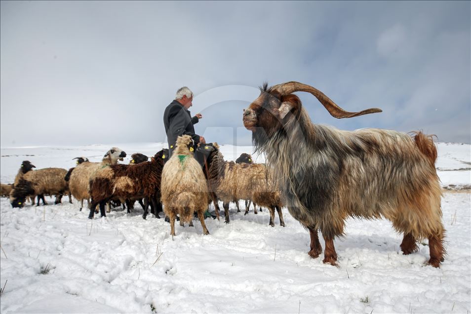 Sheep flock's journey in Turkey's Van