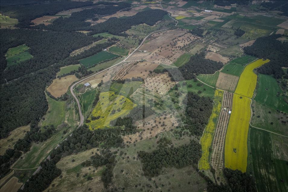 Golden fields of canola fiowers in Turkey's Canakkale