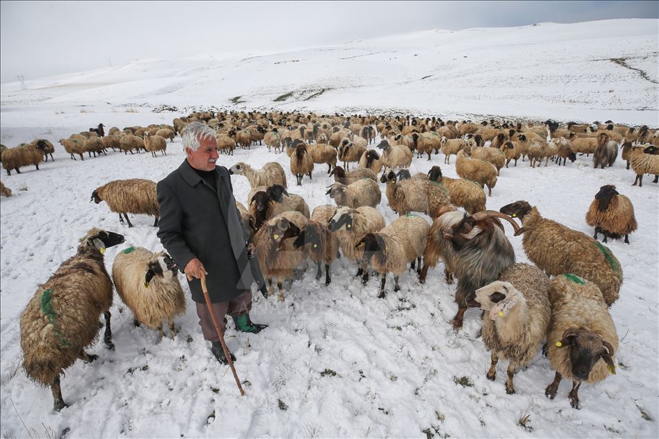 Sheep flock's journey in Turkey's Van