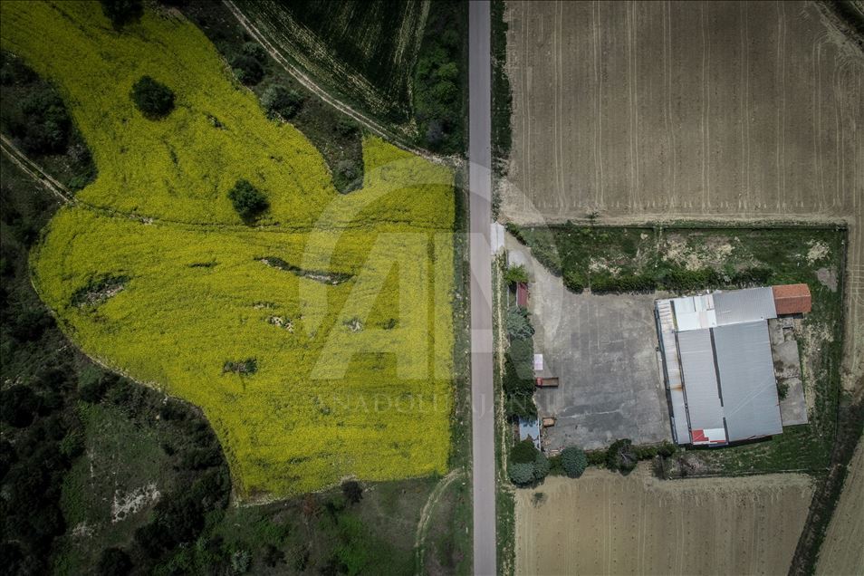 Golden fields of canola fiowers in Turkey's Canakkale