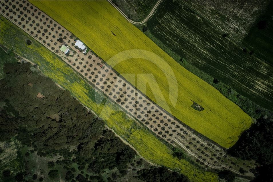 Golden fields of canola fiowers in Turkey's Canakkale