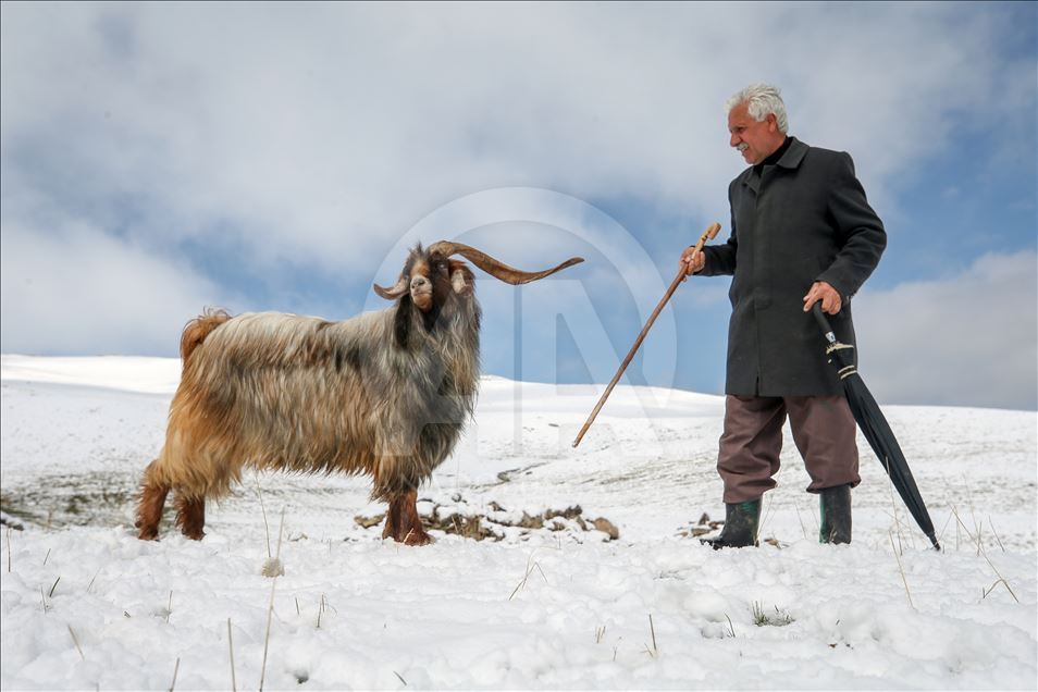 Sheep flock's journey in Turkey's Van