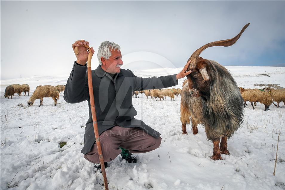 Sheep flock's journey in Turkey's Van