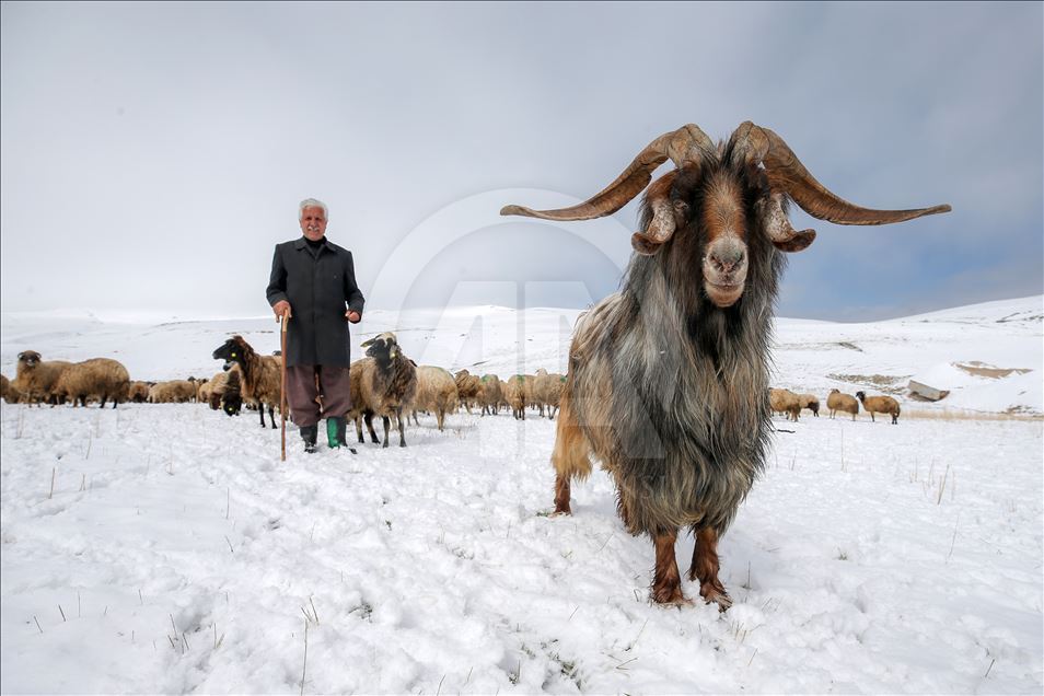Sheep flock's journey in Turkey's Van