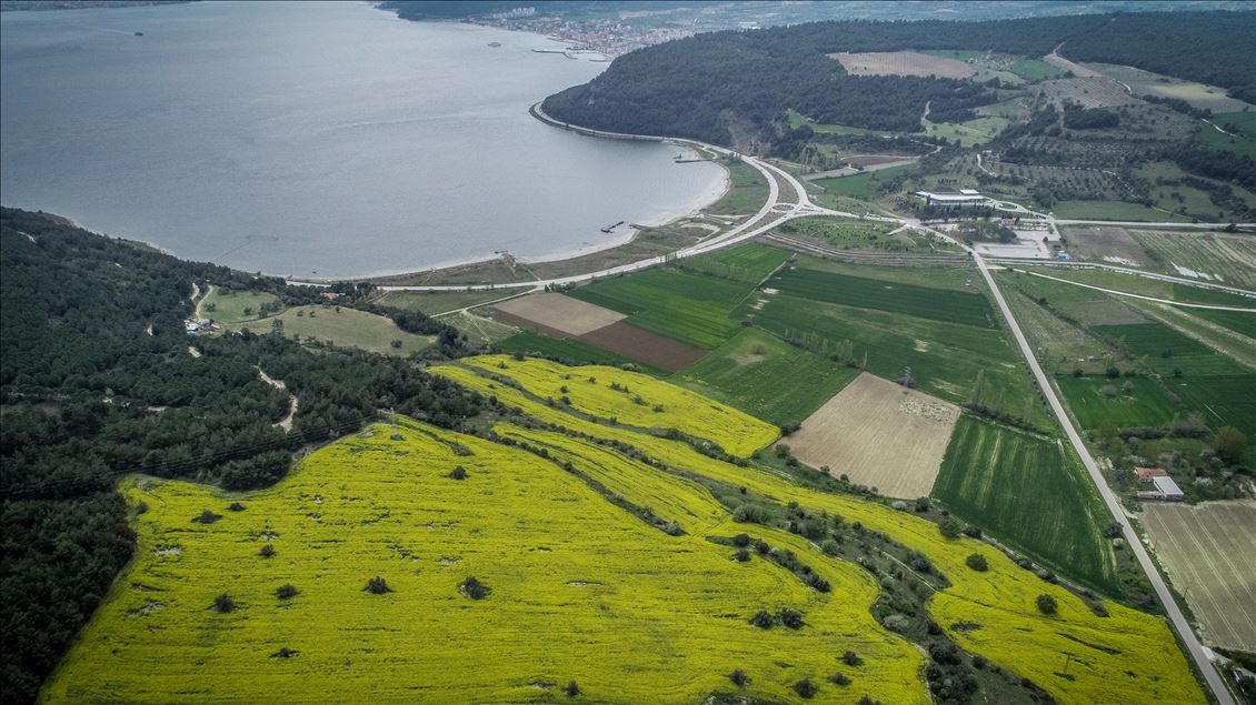 Golden fields of canola fiowers in Turkey's Canakkale