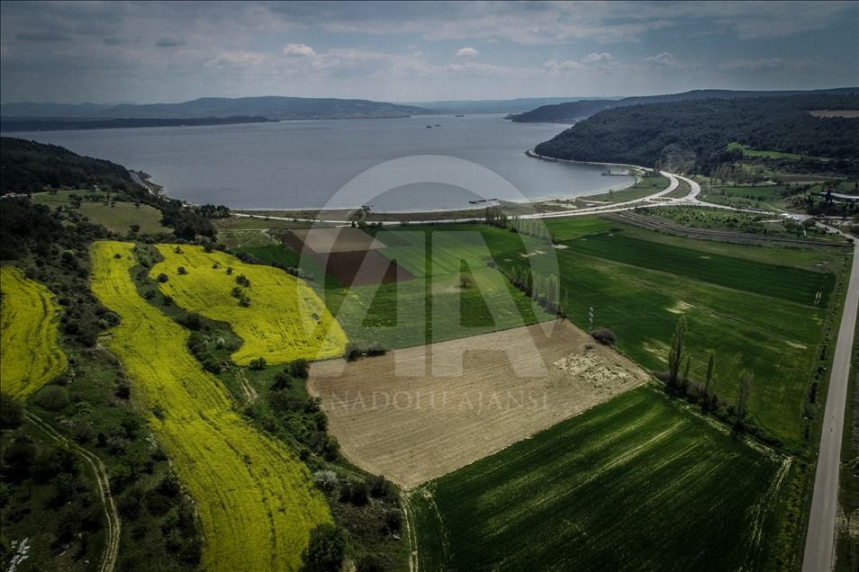 Golden fields of canola fiowers in Turkey's Canakkale