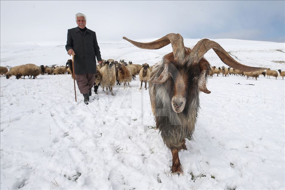 Sheep flock's journey in Turkey's Van