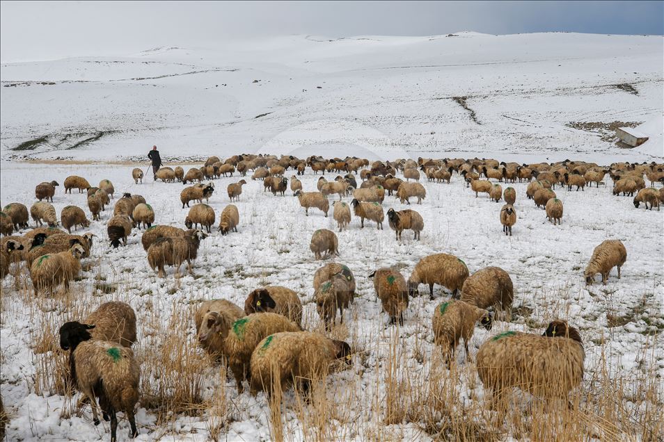Sheep flock's journey in Turkey's Van