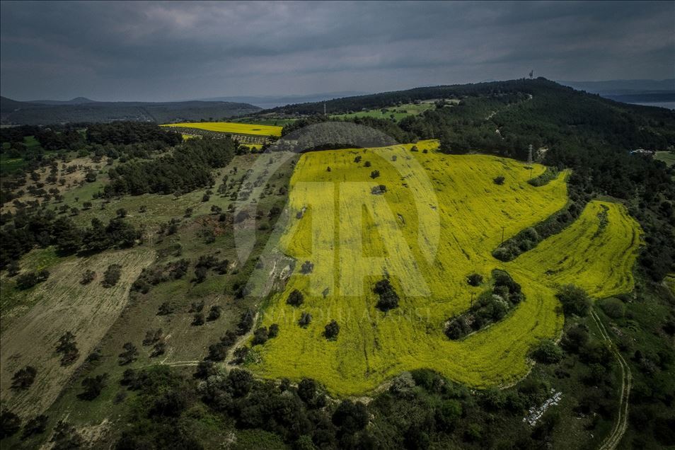 Golden fields of canola fiowers in Turkey's Canakkale