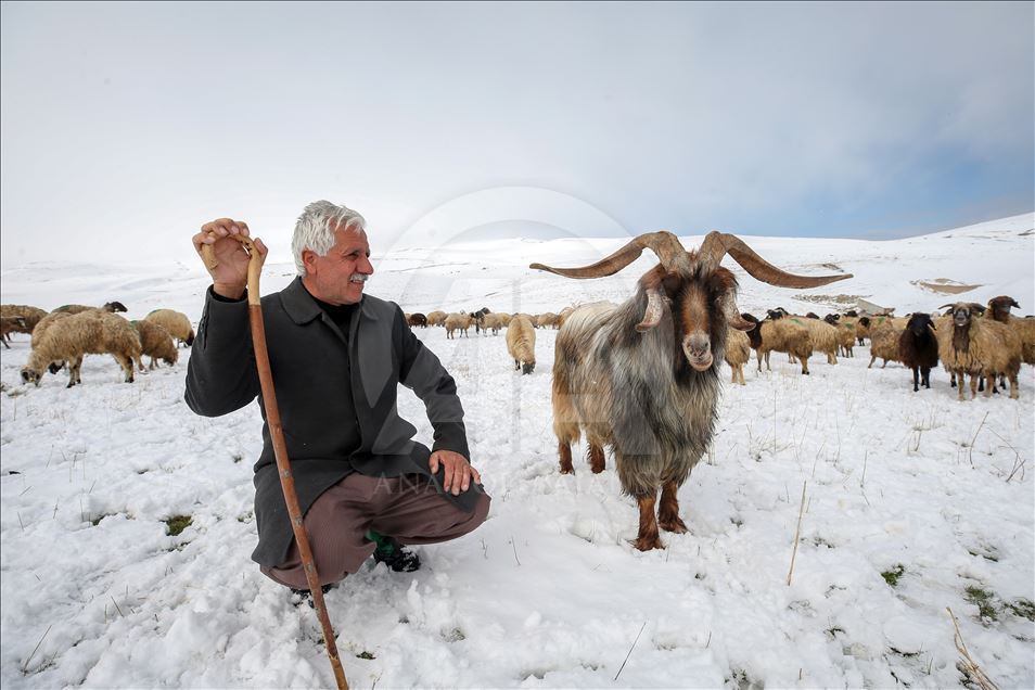 Sheep flock's journey in Turkey's Van