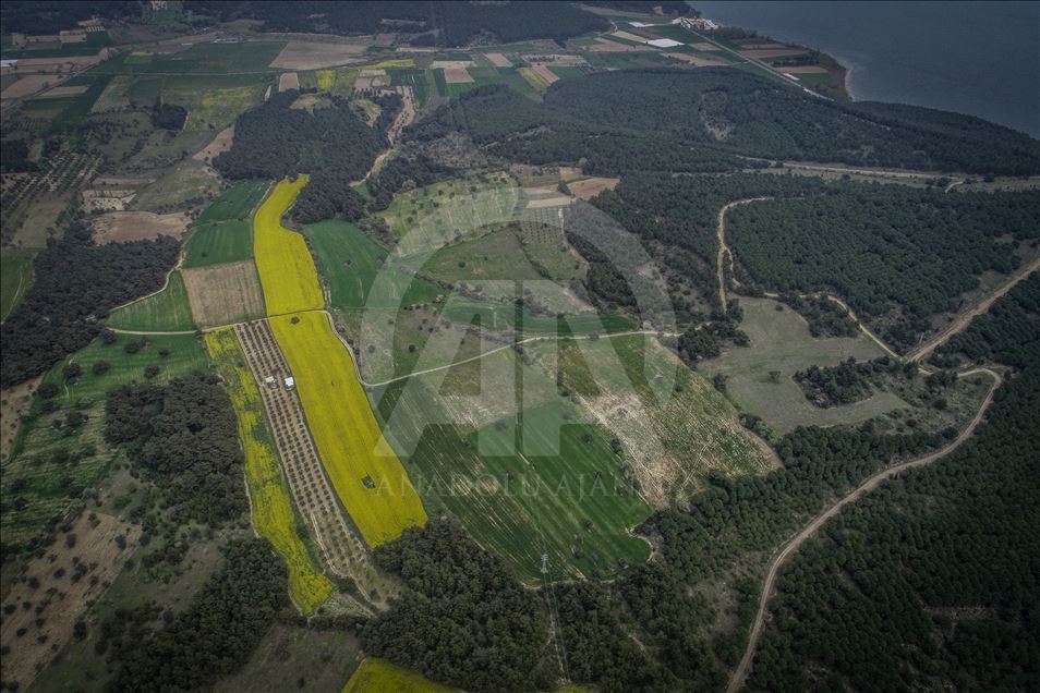 Golden fields of canola fiowers in Turkey's Canakkale