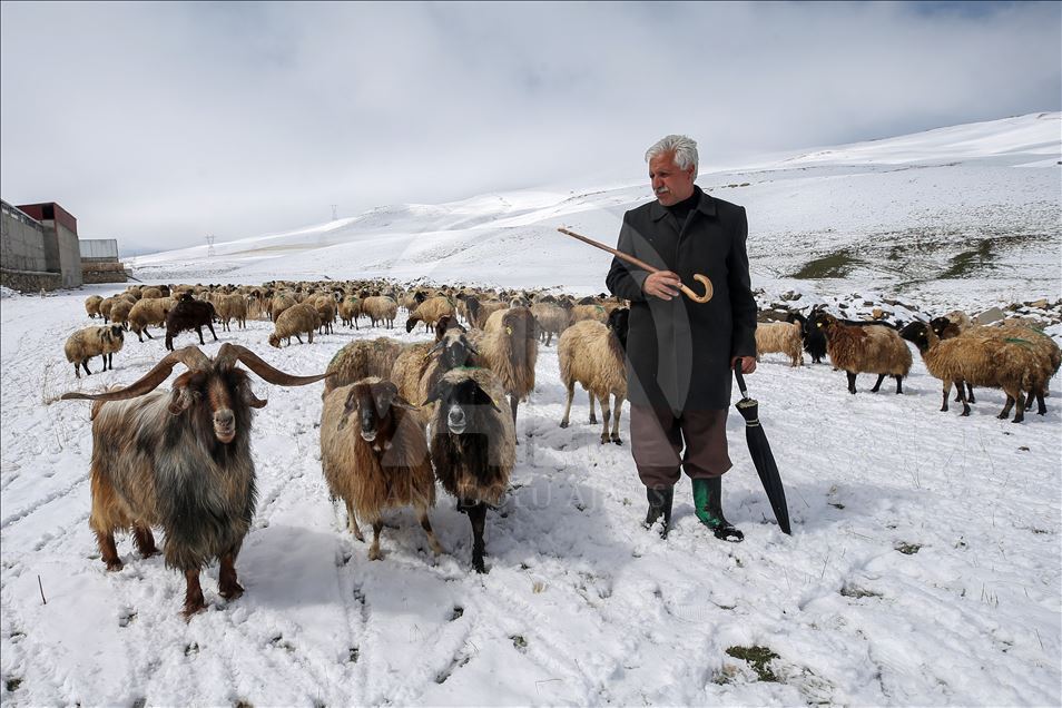 Sheep flock's journey in Turkey's Van