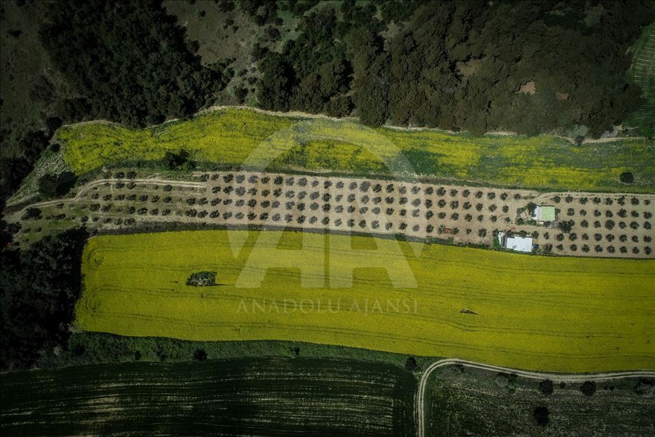 Golden fields of canola fiowers in Turkey's Canakkale