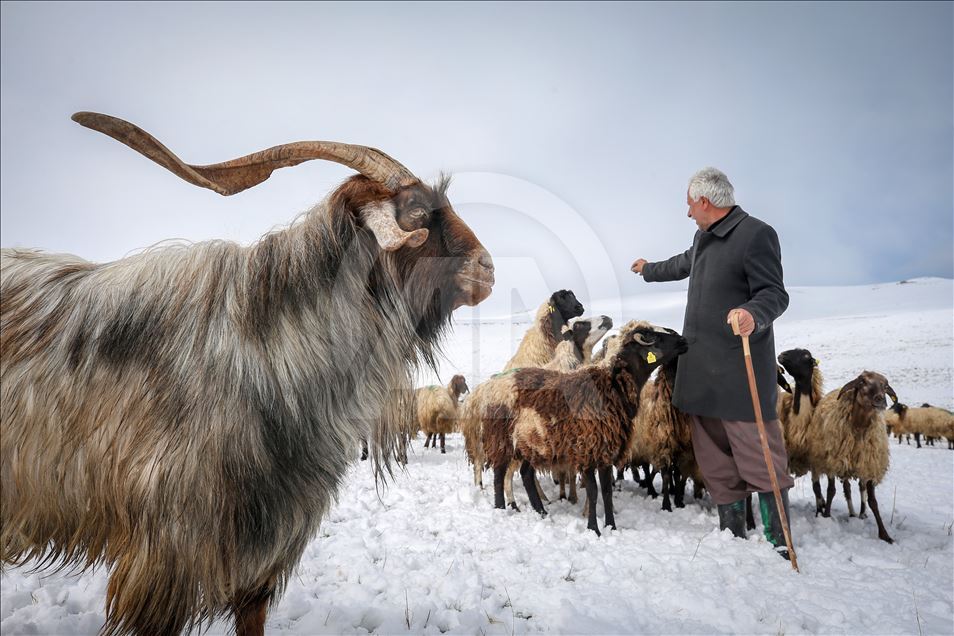 Sheep flock's journey in Turkey's Van