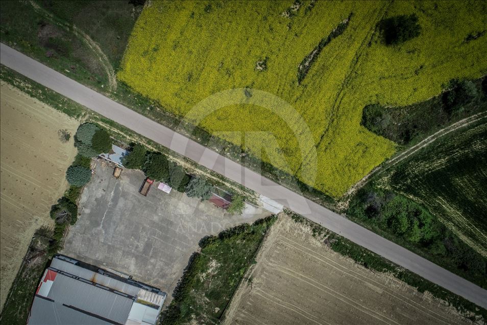 Golden fields of canola fiowers in Turkey's Canakkale