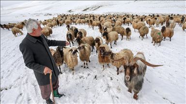 Sheep flock's journey in Turkey's Van