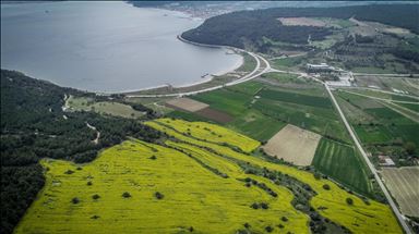 Golden fields of canola fiowers in Turkey's Canakkale