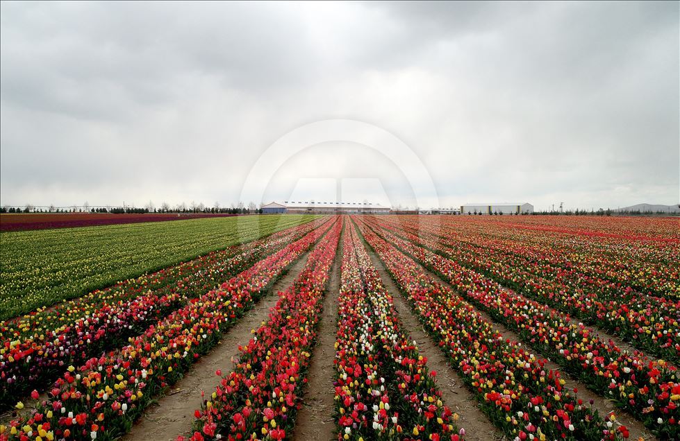 Field of tulips in Konya