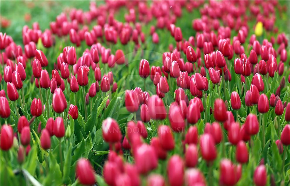 Field of tulips in Konya