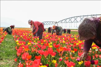 Jardín de tulipanes en Konya, Turquía