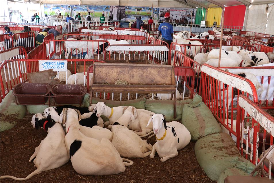 السنغال.. انطلاق معرض الزراعة والثروة الحيوانية في نسخته الـ 20
