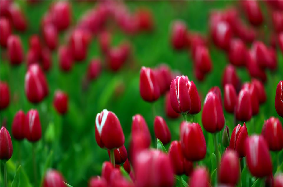 تركيا.. حقل زهور التوليب في قونيا يستقبل آلاف السياح
