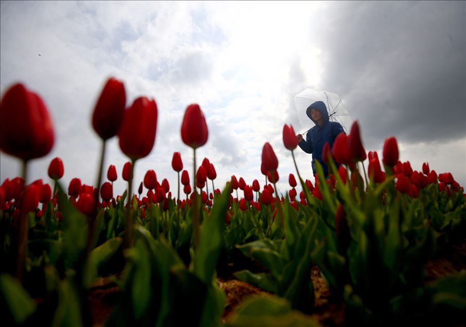 تركيا.. حقل زهور التوليب في قونيا يستقبل آلاف السياح
