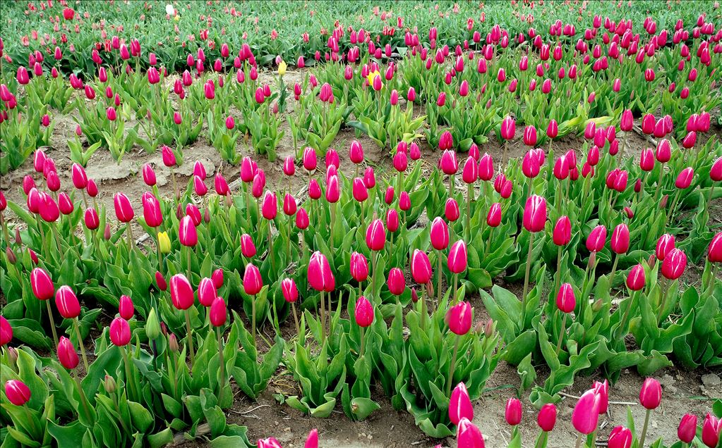 تركيا.. حقل زهور التوليب في قونيا يستقبل آلاف السياح
