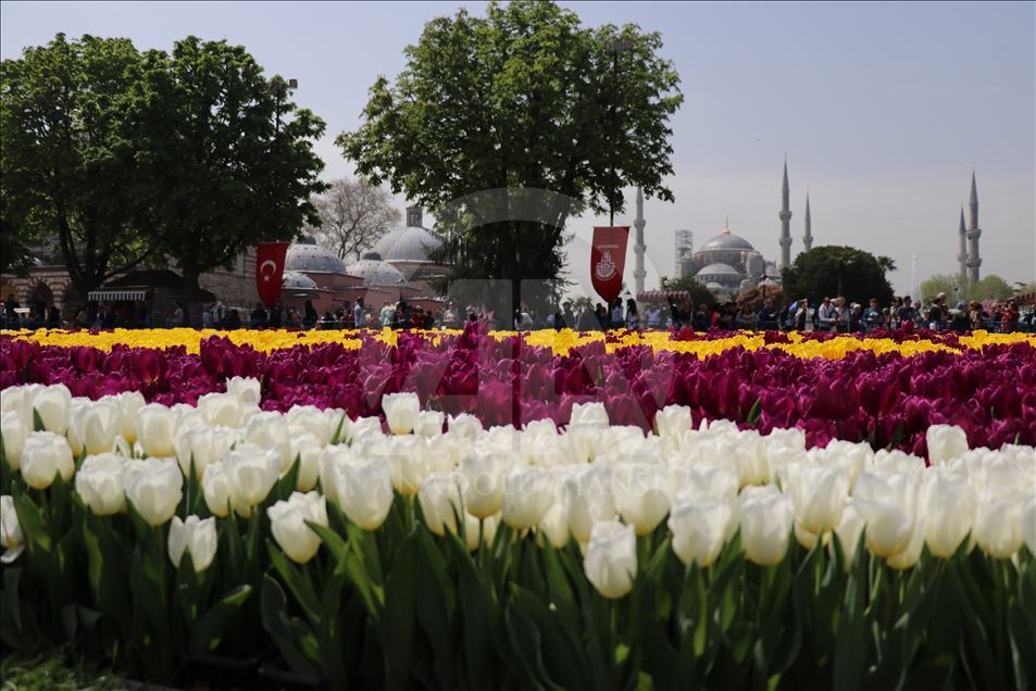 Stamboll, shtrohet "qilimi" më i madh i tulipanëve në botë
