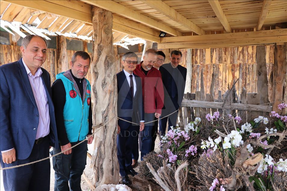 Tayvan orkideleri Burdur'da