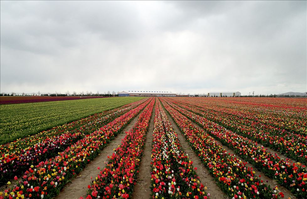 تركيا.. حقل زهور التوليب في قونيا يستقبل آلاف السياح
