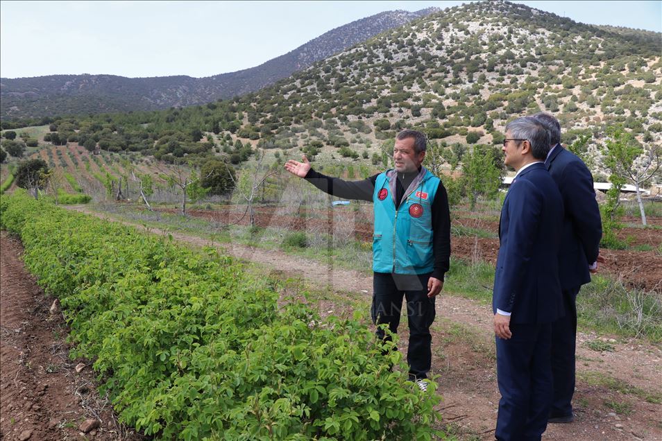 Tayvan orkideleri Burdur'da