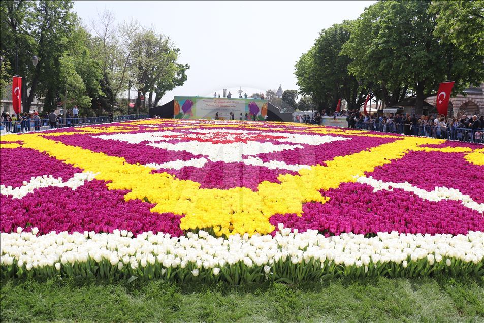 Stamboll, shtrohet "qilimi" më i madh i tulipanëve në botë
